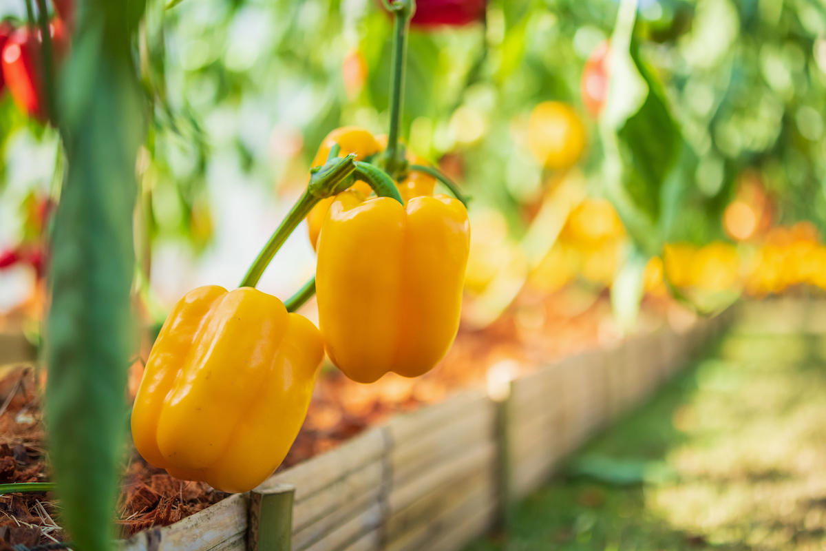 Yellow Bell Peppers